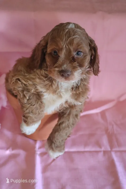Baxter – Cockapoo puppy for sale in Alta Vista, IA