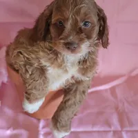 Baxter, a male Cockapoo for sale in Alta Vista, IA – Photo 3 of 6