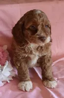 Baxter, a male Cockapoo for sale in Alta Vista, IA – Photo 5 of 6