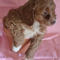 Baxter, a male Cockapoo for sale in Alta Vista, IA – Photo 4 of 6