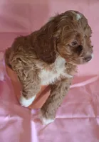 Baxter, a male Cockapoo for sale in Alta Vista, IA – Photo 4 of 5