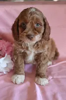 Baxter, a male Cockapoo for sale in Alta Vista, IA – Photo 1 of 5