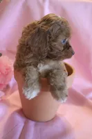 Bonnie, a female Cockapoo for sale in Alta Vista, IA – 3 of 7