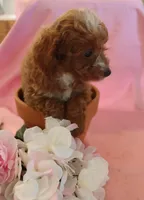 Carly, a female Poodle - Miniature  for sale in Alta Vista, IA – 3 of 6