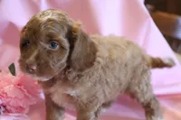 Prince, a male Cockapoo for sale in Alta Vista, IA – 1 of 7