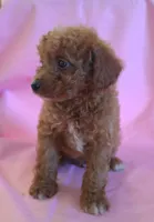Carson, a male Poodle - Miniature  for sale in Alta Vista, IA – 4 of 10