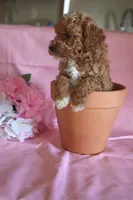 Carmel, a female Poodle - Miniature  for sale in Alta Vista, IA – Photo 7 of 9