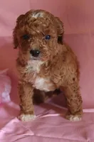 Carmel, a female Poodle - Miniature  for sale in Alta Vista, IA – Photo 1 of 9