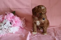 Carmel, a female Poodle - Miniature  for sale in Alta Vista, IA – Photo 9 of 9