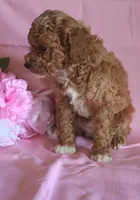 Carmel, a female Poodle - Miniature  for sale in Alta Vista, IA – Photo 6 of 9