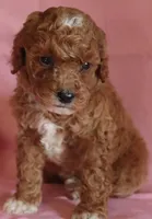 Carmel, a female Poodle - Miniature  for sale in Alta Vista, IA – Photo 2 of 9