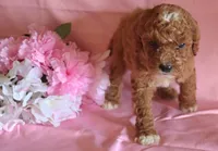 Carmel, a female Poodle - Miniature  for sale in Alta Vista, IA – Photo 4 of 9