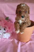 Carmel, a female Poodle - Miniature  for sale in Alta Vista, IA – Photo 8 of 9