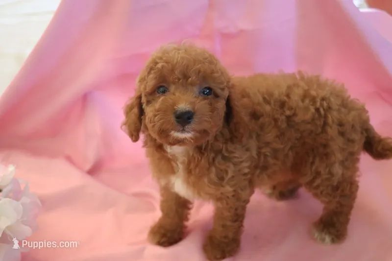 Casey – Poodle - Miniature  puppy for sale in Alta Vista, IA