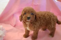 Casey, a female Poodle - Miniature  for sale in Alta Vista, IA – 2 of 6