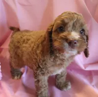 Buster, a male Cockapoo for sale in Alta Vista, IA – 4 of 4
