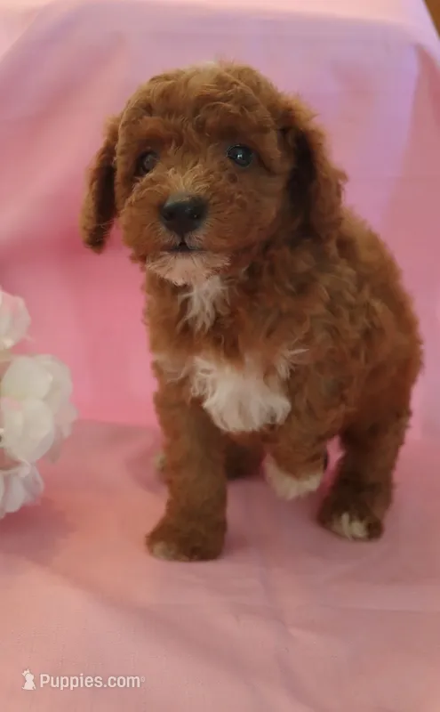 Cody – Poodle - Miniature  puppy for sale in Alta Vista, IA