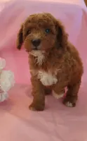Cody, a male Poodle - Miniature  for sale in Alta Vista, IA – 5 of 5