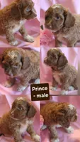Prince, a male Cockapoo for sale in Alta Vista, IA – 7 of 7