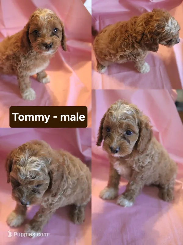 Tommy – Cockapoo puppy for sale in Alta Vista, IA