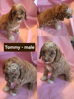 Tommy, a male Cockapoo for sale in Alta Vista, IA – 1 of 1