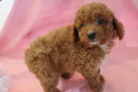 Casey, a female Poodle - Miniature  for sale in Alta Vista, IA – 1 of 6