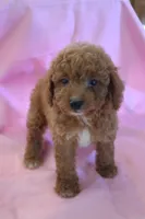 Casey, a female Poodle - Miniature  for sale in Alta Vista, IA – 5 of 6