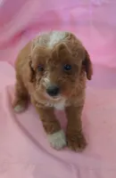 Carly, a female Poodle - Miniature  for sale in Alta Vista, IA – 4 of 6