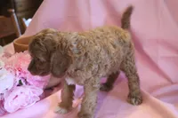 Bonnie, a female Cockapoo for sale in Alta Vista, IA – 6 of 7