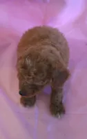 Carson, a male Poodle - Miniature  for sale in Alta Vista, IA – 10 of 10