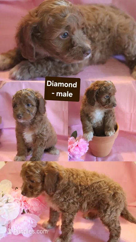 Diamond – Cockapoo puppy for sale in Alta Vista, IA