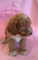 Connor, a male Poodle - Miniature  for sale in Alta Vista, IA – 5 of 7