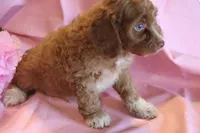 Prince, a male Cockapoo for sale in Alta Vista, IA – 2 of 7