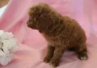 Carson, a male Poodle - Miniature  for sale in Alta Vista, IA – 9 of 10