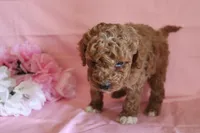 Toffee, a male Poodle - Miniature  for sale in Alta Vista, IA – Photo 7 of 7