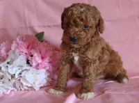 Toffee, a male Poodle - Miniature  for sale in Alta Vista, IA – Photo 4 of 7