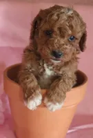 Toffee, a male Poodle - Miniature  for sale in Alta Vista, IA – Photo 1 of 7