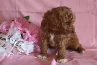 Toffee, a male Poodle - Miniature  for sale in Alta Vista, IA – Photo 3 of 7