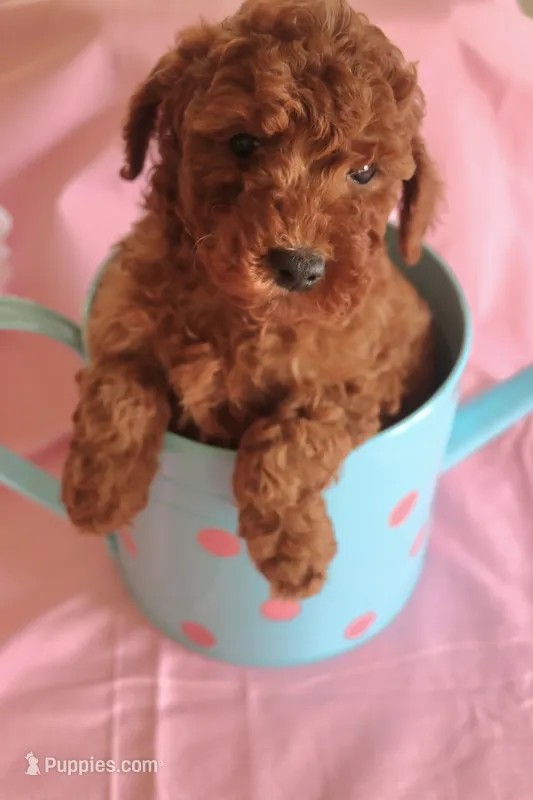 Violet – Goldendoodle puppy for sale in Alta Vista, IA