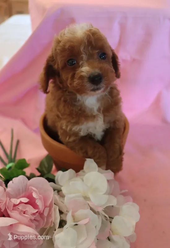Carly – Poodle - Miniature  puppy for sale in Alta Vista, IA