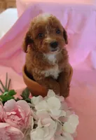 Carly, a female Poodle - Miniature  for sale in Alta Vista, IA – 1 of 6