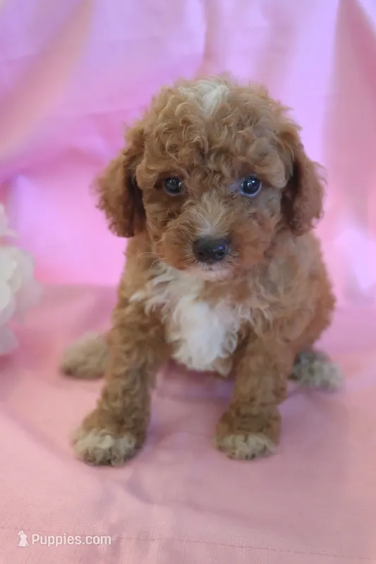 Connor – Poodle - Miniature  puppy for sale in Alta Vista, IA