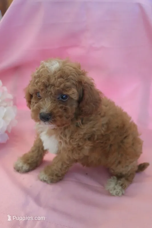 Connor – Poodle - Miniature  puppy for sale in Alta Vista, IA
