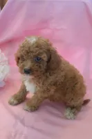 Connor, a male Poodle - Miniature  for sale in Alta Vista, IA – 4 of 7