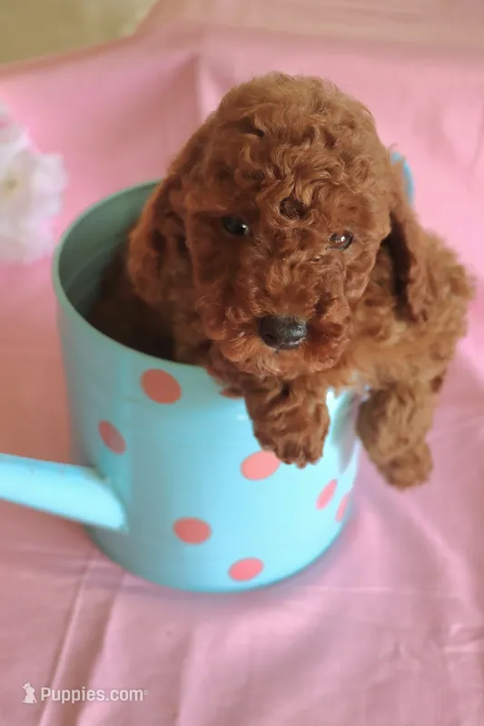 Lily – Goldendoodle puppy for sale in Alta Vista, IA