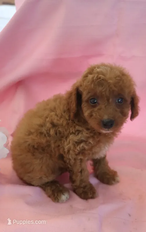 Carson – Poodle - Miniature  puppy for sale in Alta Vista, IA