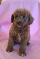 Carson, a male Poodle - Miniature  for sale in Alta Vista, IA – 1 of 10