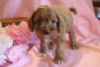 Bonnie, a female Cockapoo for sale in Alta Vista, IA – 1 of 7