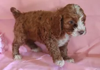 Mylie, a female Cockapoo for sale in Alta Vista, IA – Photo 2 of 5