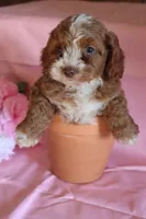 Mylie, a female Cockapoo for sale in Alta Vista, IA – Photo 4 of 5